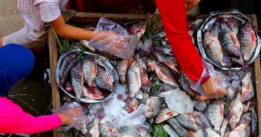 أسعار الأسماك في كفر الشيخ تتراجع.. انخفاض جديد بسعر كيلو البلطي والبورى