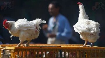 أسعار الدواجن تتراجع كيلو الفراخ البيضاء يصل إلى 79 جنيهًا