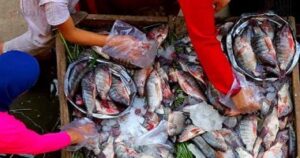 البلطي يسجل 80 جنيهًا.. هدوء حذر يسيطر على أسعار السمك في أسواق كفر الشيخ.