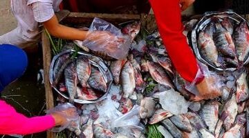 البلطي يسجل 80 جنيهًا هدوء حذر يسيطر على أسعار السمك