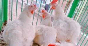 انخفاض جديد في أسعار الفراخ البيضاء.. الكيلو يتراجع إلى 75 جنيها بالأسواق اليوم