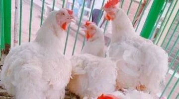 انخفاض جديد في أسعار الفراخ البيضاء الكيلو يتراجع إلى 75