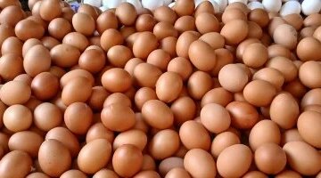 بعد موجة الغلاء على كم استقر سعر طبق البيض في