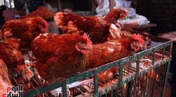 بعد وصول الأجنحة إلى 44 جنيهًا كيف استقرت أسعار الدواجن