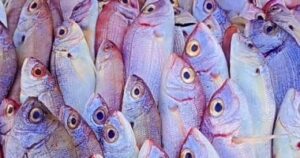 بعد وصول المرجان إلى 180 جنيهًا.. كيف تأثرت قائمة أسعار الأسماك الشعبية في مطروح؟