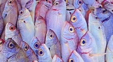 بعد وصول المرجان إلى 180 جنيهًا كيف تأثرت قائمة أسعار