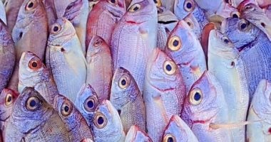 بعد وصول المرجان إلى 180 جنيهًا.. كيف تأثرت قائمة أسعار الأسماك الشعبية في مطروح؟