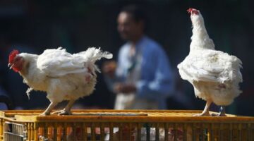 بعكس كل التوقعات أسعار الفراخ تتراجع في الأسواق رغم زيادة