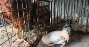 سعر كيلو الفراخ البلدي في الإسكندرية يسجل تحركًا جديدًا يربك حسابات المتسوقين.