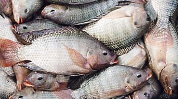 في منافذ الوادي الجديد أسعار الأسماك تتراجع والبلطي يسجل 25