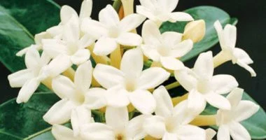 أسعار أشجار الياسمين البلدي في بورسعيد تبدأ من 30 جنيهاً