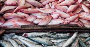 أسعار الأسماك تقفز في أسواق مطروح والوقار يسجل 400 جنيه.