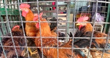 أسعار الدواجن اليوم في أسواق الإسكندرية: تحديث مفصل للفراخ والبط
