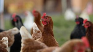 أسعار الدواجن والبيض في 20 نوفمبر 2025: تحركات السوق وتأثيرها على المستهلكين