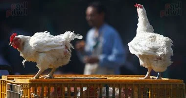 أسعار الفراخ والسمك في سوهاج اليوم: كيلو الفراخ بـ72 جنيه والسمك يصل إلى 95 جنيهًا