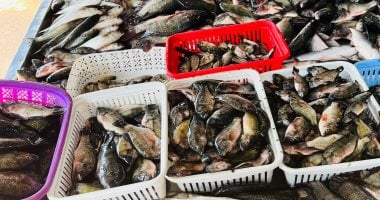 أسعار كيلو البلطي والأسماك في كفر الشيخ الأحد 23 نوفمبر 2025