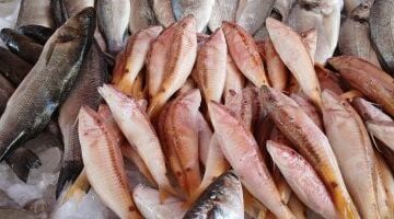 البلطي يبدأ من 75 جنيها هدوء نسبي في أسعار الأسماك