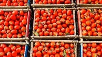 الطماطم تسجل تراجعًا كبيرًا قائمة أسعار الخضراوات والفاكهة الجديدة بأسواق