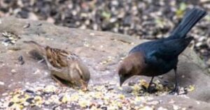 الطيور البرية تنقل فيروس الإنفلونزا عبر القارات وتشعل موجة تفشيه في أمريكا الشمالية.