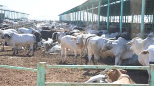 الفرصة الذهبية.. إنشاء مشروع زراعي حكومي برأس مال قليل في 2024