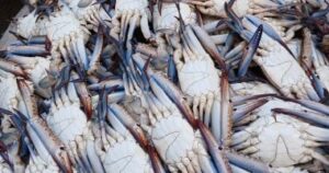 انخفاض أسعار الأسماك الشعبية بالإسكندرية يقابله صعود الجمبري والكابوريا