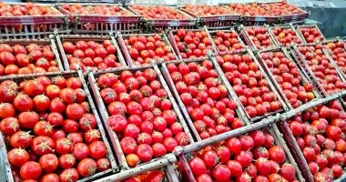 انفراجة في الأسواق.. هبوط كبير في أسعار الخضروات والطماطم تسجل أدنى مستوى لها ببني سويف.