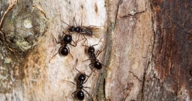 بذكاء فطري.. النمل يفرض "التباعد الاجتماعي" لحماية مستعمراته من تفشي الأمراض.