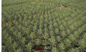 بفائض يتجاوز الاستهلاك المحلي.. كيف حولت السعودية الصحراء إلى مصدر للأمن الغذائي؟