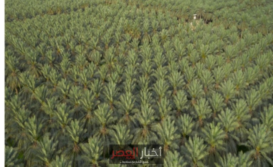 بفائض يتجاوز الاستهلاك المحلي.. كيف حولت السعودية الصحراء إلى مصدر للأمن الغذائي؟