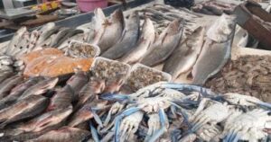 بورصة أسماك كفر الشيخ.. استقرار سعر البلطي وتراجع طفيف في البوري اليوم