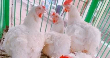 بورصة الدواجن في مطروح.. أسعار الفراخ تستقر عند 70 جنيهًا للكيلو
