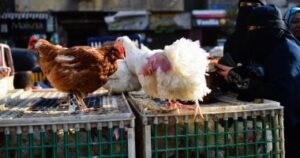 تراجع أسعار الدواجن يمنح الأسر متنفساً.. كيلو الفراخ البيضاء يسجل 63 جنيهاً بالأسواق