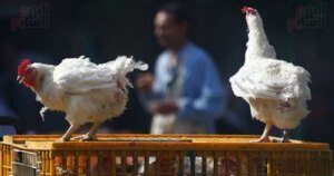 تراجع أسعار الفراخ البيضاء والبلدي في الأقصر بنسبة واضحة خلال 2024