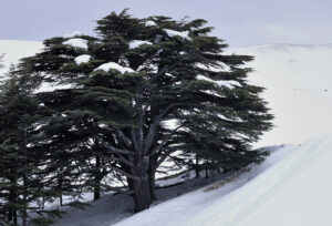 انخفاض قياسي في درجات الحرارة… دوامة قطبية تهدد العراق بموجات برد شديدة