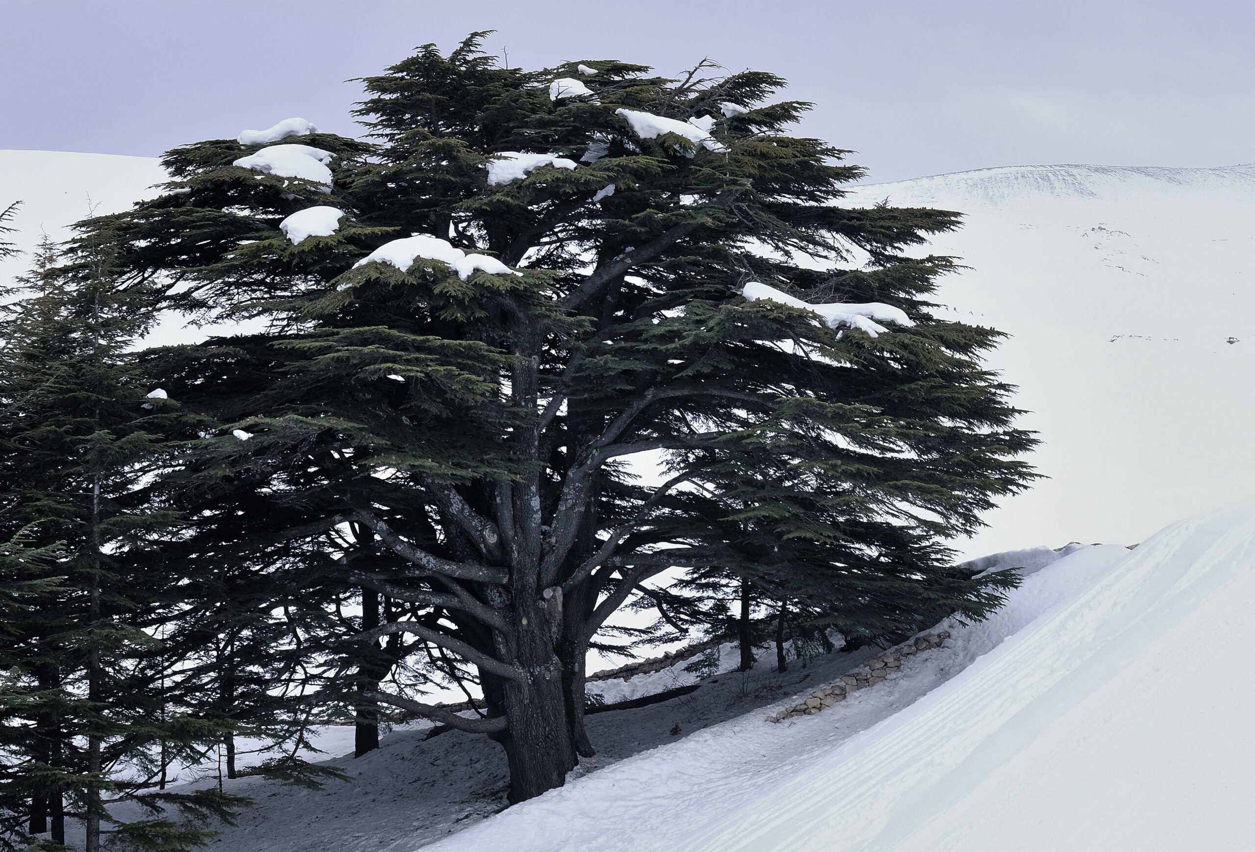 انخفاض قياسي في درجات الحرارة… دوامة قطبية تهدد العراق بموجات برد شديدة