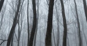 غابة هويا باكيو: لماذا تلتوي أشجارها ويختفي زوارها؟