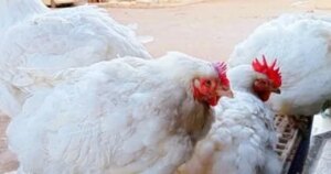 لأهالي سوهاج.. أسعار اللحوم والدواجن تستقر وتمنح ميزانية الأسرة هدنة