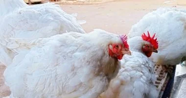 لأهالي سوهاج.. أسعار اللحوم والدواجن تستقر وتمنح ميزانية الأسرة هدنة