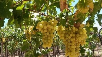 3 مليارات دولار صادرات العنب تقود قفزة تاريخية للمنتجات الزراعية