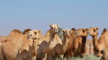 50 ألف ريال غرامة النيابة السعودية تقرر عقوبات مشددة ضد.webp