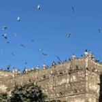 أبراج الحمام في صعيد مصر تحافظ على التراث الزراعي وتُعيد إحياء تقنيات البناء الطيني التقليدية