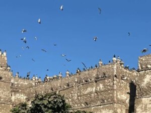 أبراج الحمام في صعيد مصر تحافظ على التراث الزراعي وتُعيد إحياء تقنيات البناء الطيني التقليدية