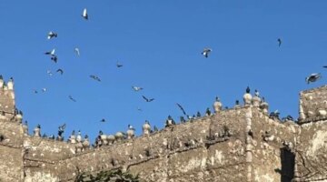 أبراج الحمام في صعيد مصر تحافظ على التراث الزراعي وتُعيد