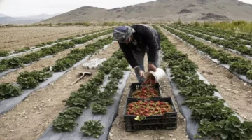 أرباح خيالية اليمن يبدأ استثمار كنزه الأخضر بمواصفات تنافس الأسواق.webp