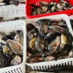 أسعار الأسماك في أسواق مطروح السبت 20-12-2025: البلطي يباع بـ 80 جنيهاً