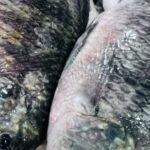 أسعار البلطي وأسواق الأسماك في كفر الشيخ السبت 20 ديسمبر 2025: تحديث مفصل للمستهلكين