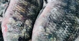 أسعار البلطي وأسواق الأسماك في كفر الشيخ السبت 20 ديسمبر 2025: تحديث مفصل للمستهلكين