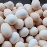 أسعار البيض في سوهاج تصل إلى 4.17 جنيه مع استقرار أسعار البقوليات اليوم السبت