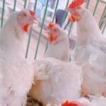 أسعار الدواجن في كفر الشيخ تتجاوز 67 جنيها وسط موجة ارتفاع متواصلة