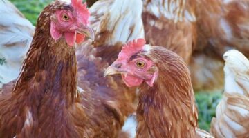 أسعار الدواجن والبيض تتراجع اليوم الأحد 21 ديسمبر وتأثيرها على